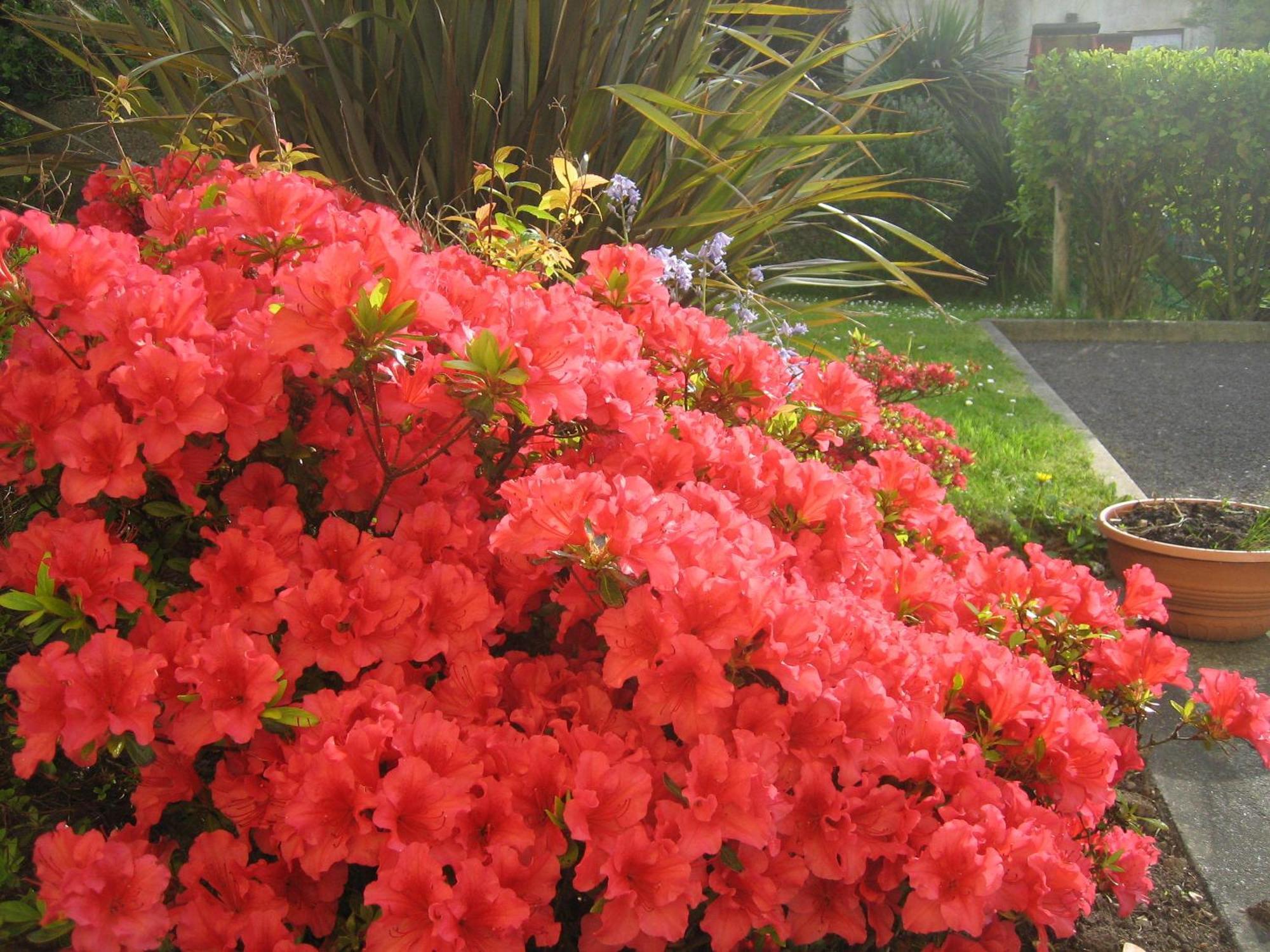 Liosderrig House B&B Glenbeigh Exterior foto